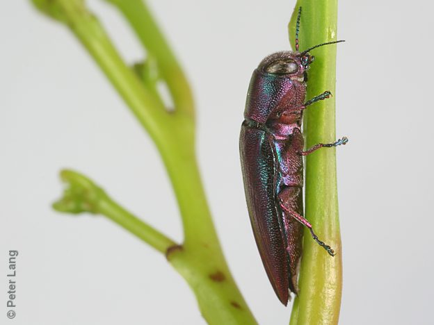 Melobasis obscurella, PL0722, female, shown on Acacia pycnantha, NL, 10.3 × 3.7 mm